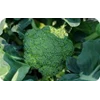 brokoli segar