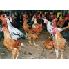 mekarjayafarm.com | peternakan kambing, perikanan lele monosex, ayam organik, bebek organik, bahan pakan ternak, alat pertanian-2