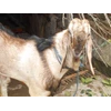 mekarjayafarm.com | peternakan kambing, perikanan lele monosex, ayam organik, bebek organik, bahan pakan ternak, alat pertanian-1
