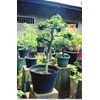 bonsai kiserit 4