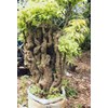 bonsai anting putri 2