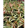 bromelia yin yang