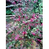 loropetalum flower