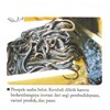 belut