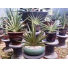 oma lien sansevieria