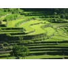 jatiluwih rice paddy trekking tour