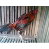 bewok