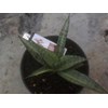 sansevieria kanlayensis silver varigata a
