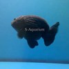 ranchu black