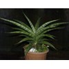 sansevieria kanlayensis