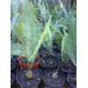 dioon edule