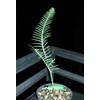 dioon mereolae