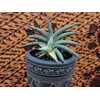 sansevieria blue clone varigata