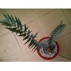 e.horridus 7 cm