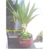 bakung daun lebar