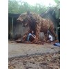 harimau