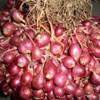 bawang mearah