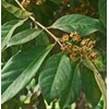 indonesian bay leaf ~ salam-daun salam> > latin= syzygium polyanthum wigh walp ; english= indonesian bay leaf > > sms= + 62858-763-89979 > > sms= + 6281-32622-0589 > > sms= + 6281-901-389-117 > > email= budimanbagus@ rocketmail.com
