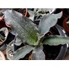 sansevieria watermark