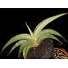 sansevieria sp angola