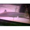 lungfish