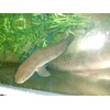 melanoptera