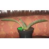 sansevieria super pink