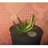 gasteria pilansi variegated