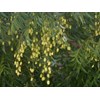 minyak mimba ( neem oil)