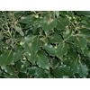 minyak ravensara ( ravensara oil)