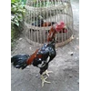 ayam bangkok blorok ( terjual)