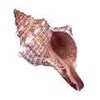 kerang laut fox