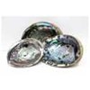 kerang laut abalone