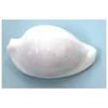 kerang egg cowrie