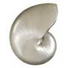 kerang laut nautilus poles