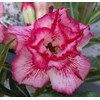 king blossom