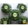pucuk daun basil