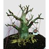 adenium prospek