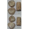 fossil kayu