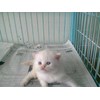 kucing persian