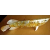 fish shells craft