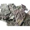 teh daun sirih hijau herbal sedia kering dan serbuk