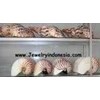 any kind of shells