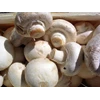 jamur champignon/ kancing