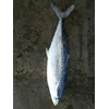 tenggiri ( spanish mackerel )-2