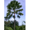 palm sadeng