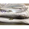 tenggiri ( spanish mackerel )-1
