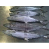 tenggiri ( spanish mackerel )-4