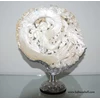 shell crafts art with silver925 carving