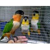 burung black headed caique